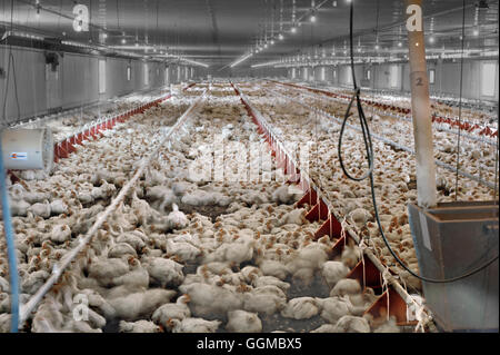 35 giorni di età ai polli da carne di pollo commerciale granaio Foto Stock