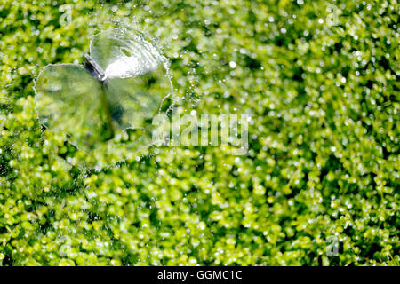 Springer è in esecuzione la diffusione acqua al verde ornamentale di albero in parco pubblico per la natura dello sfondo. Foto Stock