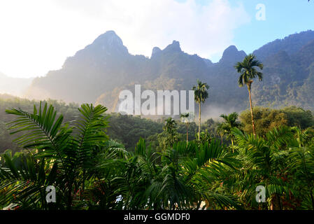 Le palme in Khao Sok National Park, Surat Thani, sud della Thailandia, Asia Foto Stock