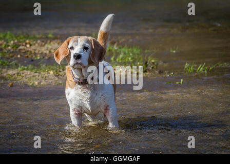 Anziani beagle cane in piedi nel flusso alleviare dolori ossa sulla giornata di sole Foto Stock