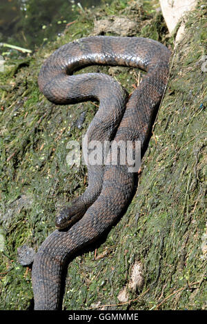 Un acqua settentrionale Snake, Nerodia sipedon ensoleillement stesso su un letto di alghe in un parco in Verona, New Jersey, STATI UNITI D'AMERICA Foto Stock