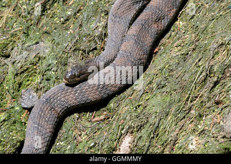 Un acqua settentrionale Snake, Nerodia sipedon in un parco in Verona, NJ, Stati Uniti d'America Foto Stock