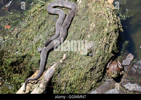 Un acqua settentrionale Snake, Nerodia sipedon e un American Bullfrog, Rana catesbeiana pericolosamente vicino, Verona, New Jersey, STATI UNITI D'AMERICA Foto Stock