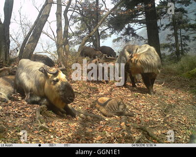 Lanzhou. Xix Apr, 2016. Foto scattata con una telecamera a raggi infrarossi sul 19 aprile 2016 mostra una mandria di giovani takins selvatici in appoggio su di un crinale a Baishuijiang Riserva Naturale Nazionale in città Longnan, a nord-ovest della Cina di Provincia di Gansu. La telecamera a raggi infrarossi qui catturato una rara scena di recente, in cui una dozzina di giovani takins selvatici sono stati presi buona cura di da più adulto takins, come se in un takin asilo. © Baishuijiang Riserva/Xinhua/Alamy Live News Foto Stock