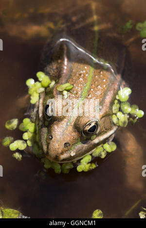 Il Nord Pool (Rana lessonae Pelophylax). Foto Stock