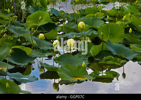 Fiori di loto bloom nella palude lungo la Chua Trail a Paynes Prairie preservare parco dello stato - Gainesville, Florida Foto Stock