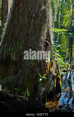 Cipresso calvo alberi in Okefenokee Swamp National Wildlife Refuge lungo il fiume SUWANNEE - Florida Foto Stock