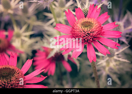 Echinacea deliziosa Candy petali di rosa pianta medicinale porre rimedio a base di erbe per il freddo influenza a Hampton Court Flower Show display in Surrey Foto Stock