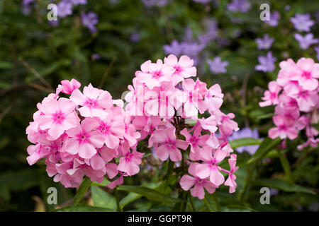 Phlox paniculata "Glamis' fiori in un confine erbacee. Foto Stock