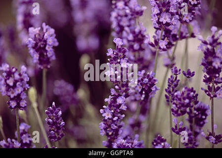 Blu lavanda viola (Lavandula angustifolia hidcote) in un campo a Hampton Court Flower Show display in Surrey Foto Stock