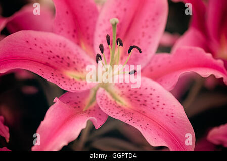 Giglio colore rosa hybrid Monsano orientale con petali pungenti cresce a Hampton Court Flower Show display in Surrey Foto Stock