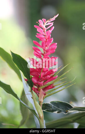 Pennacchio di struzzo o cono rosa zenzero bloom nel parco pubblico di bella pianta nella struttura decorativa. Foto Stock