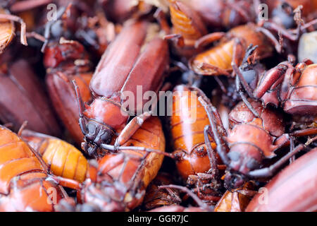 Lo scarabeo o Beetle e il nome in scientificamente a stelo-noioso grub o Longhorned coleotteri questo insetto tropici,In Thailandia Po Foto Stock