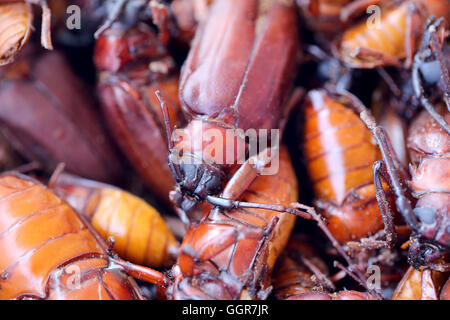 Lo scarabeo o Beetle e il nome in scientificamente a stelo-noioso grub o Longhorned coleotteri questo insetto tropici,In Thailandia Po Foto Stock