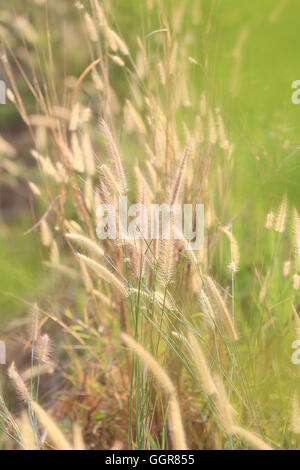 Fioritura estiva di erba e piante verdi di cornfield nelle aree rurali per natura progettuale dello sfondo. Foto Stock