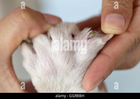 Big zecche su un cane nella pulizia,insetti striscianti dei vettori della malattia in animali domestici. Foto Stock