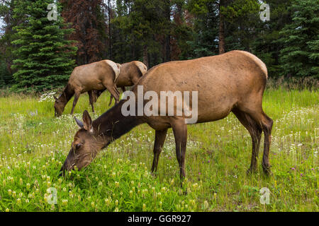 Femmina o elk Cervus canadensis, Jasper National Park, Alberta, Canada Foto Stock