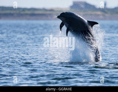 Il tursiope o delfino maggiore (Tursiops truncatus) in piena violazione al punto Chanonry, Moray Firth, Scozia Foto Stock