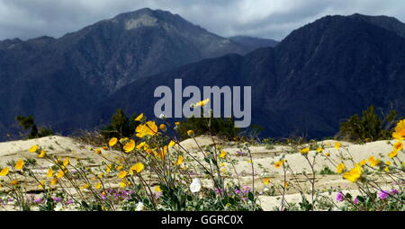 I girasoli e dune di sabbia illuminato dal sole di fronte scuri monti incombenti e nuvole overhead in Anza-Borrego Desert State Park Foto Stock