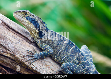 Un orientale drago barbuto, Pogona barbata, nel Parco Australiano dei Rettili. Inoltre conoscere come un ebreo lucertola o frilly lizard Foto Stock