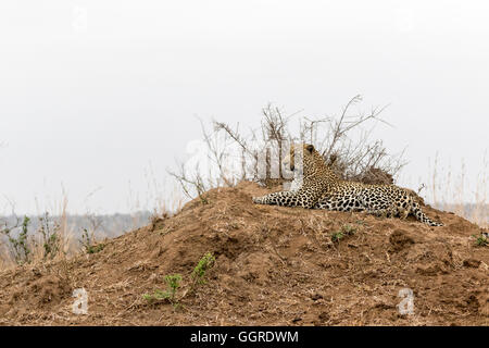 Africa maschio leopard su hill, Exeter Riserva Privata, Sabi Sands, Sud Africa Foto Stock
