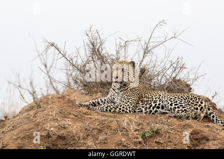 Maschio leopard Africana appoggiata sulla piccola collina, Exeter Riserva Privata, Sabi Sands, Sud Africa Foto Stock