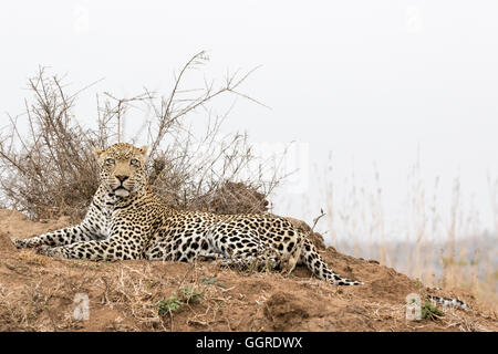 Maschio leopard Africana appoggiata sulla collina, Exeter Riserva Privata, Sabi Sands, Sud Africa Foto Stock