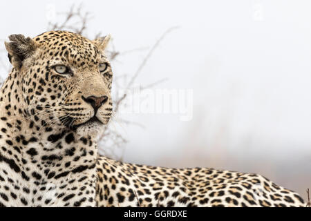 Maschio adulto leopard fissando in distanza a Exeter Riserva Privata, Sabi Sands, Sud Africa Foto Stock