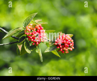 Viburno bacche di rosa e foglie. Foto Stock
