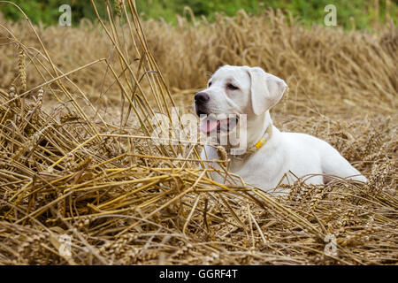 I giovani di razza labrador cane cucciolo giacente in un campo sulla paglia mentre il sole splende Foto Stock