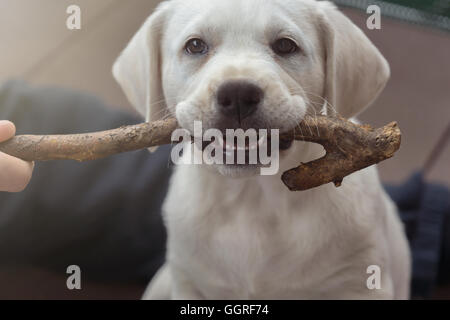 Carino dolce labrador cane cucciolo sdraiato sul pavimento e masticare su un ramo stick Foto Stock