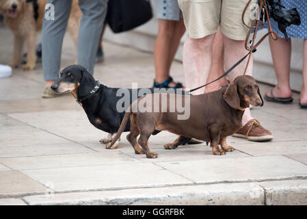 Due bassotto cani su derivazioni sul marciapiede Foto Stock