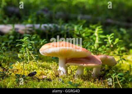 Colorato russula funghi nella foresta vicino a Rovaniemi, Lapponia, Finlandia Foto Stock