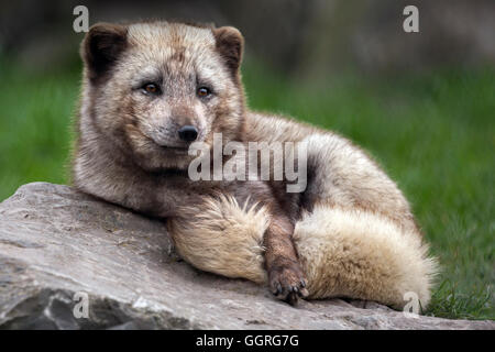 Ritratto di una volpe artica. Foto Stock