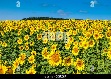 Girasoli in sud-Touraine paesaggio di allevamento - Francia. Foto Stock