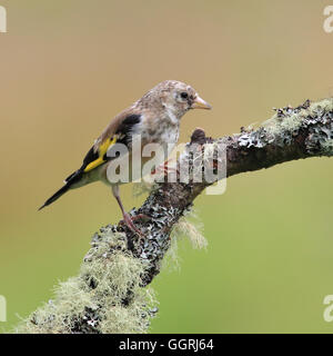 I capretti Unione cardellino, nota anche semplicemente come Cardellino appollaiato su un muschio-come succursale Foto Stock