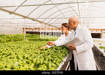 Gli scienziati controllando il verde del basilico piante in serra Foto Stock