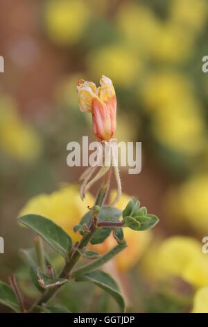 Fiore appassito bagnato dalla rugiada. Appassito Onagraceae giallo fiore bagnato di rugiada. Foto Stock