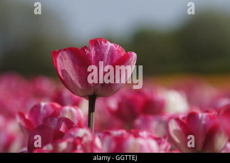 Campo di tulipani di Amsterdam, Paesi Bassi Foto Stock