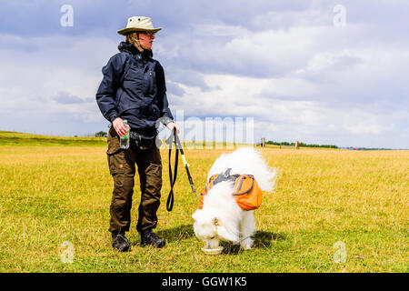 Kaseberga, Svezia - 1 Agosto 2016: Gestore femmina dando il suo cane Samoiedo alcuni acqua da una bottiglia. Cane di bere dalla ciotola. Stor Foto Stock