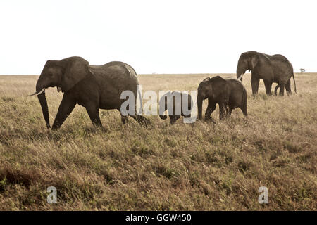 Famiglia branco di elefanti africani nel Serengeti. Tanzania Foto Stock