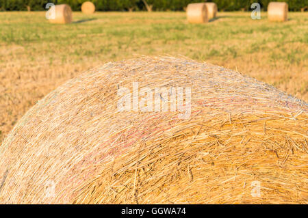 Balla di fieno sul campo dopo il raccolto Foto Stock