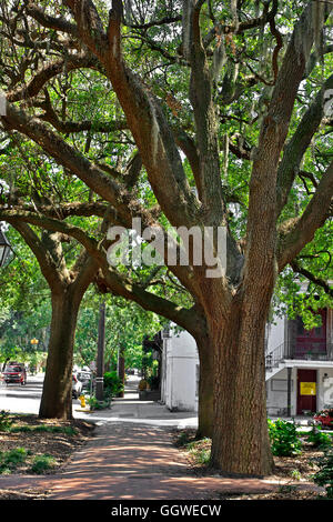 Linee ad albero street nella sezione storica di savana GEORGIA Foto Stock