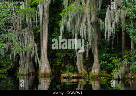 Cipresso calvo alberi in Okefenokee Swamp National Wildlife Refuge lungo il fiume SUWANNEE - Florida Foto Stock