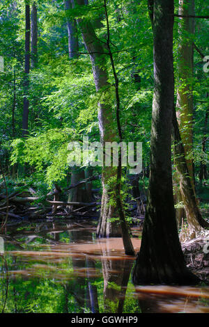 Cipresso calvo alberi in CONGAREE PARCO NAZIONALE noto per il suo incontaminato ambiente naturale - South Carolina Foto Stock