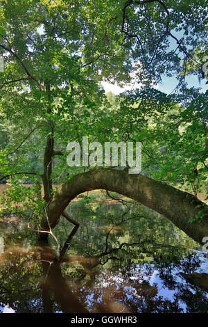 CONGAREE NATIONAL PARK è conosciuto per il suo incontaminato ambiente naturale - South Carolina Foto Stock