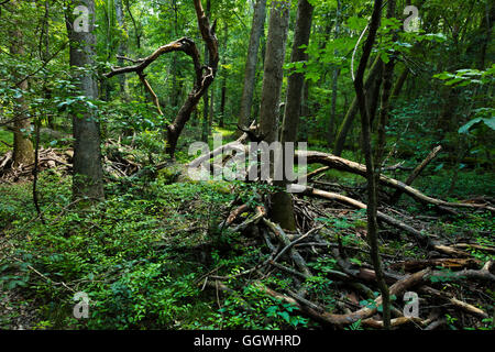 CONGAREE NATIONAL PARK è conosciuto per il suo incontaminato ambiente naturale - South Carolina Foto Stock