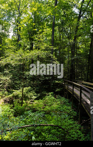 CONGAREE NATIONAL PARK è conosciuto per il suo incontaminato ambiente naturale - South Carolina Foto Stock