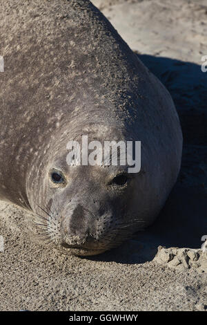 Una femmina di guarnizione di elefante (Mirounga angustirostris) sulla spiaggia di ANO NUEVO State Park - California Foto Stock