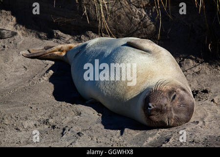 Una femmina di guarnizione di elefante (Mirounga angustirostris) sulla spiaggia di ANO NUEVO State Park - California Foto Stock